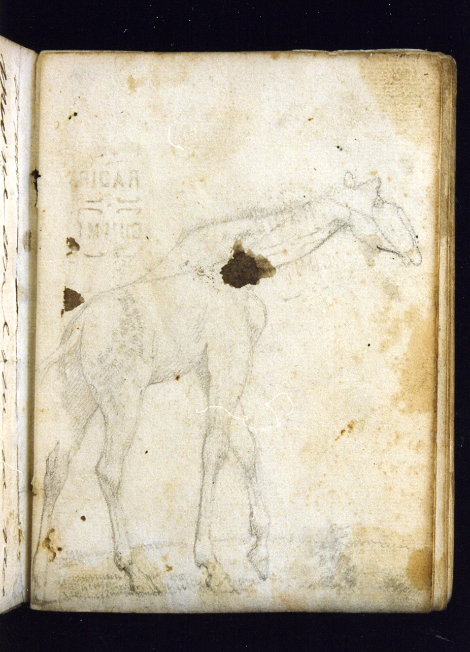 Studio di giraffa - Museo Nazionale di san Martino, Napoli